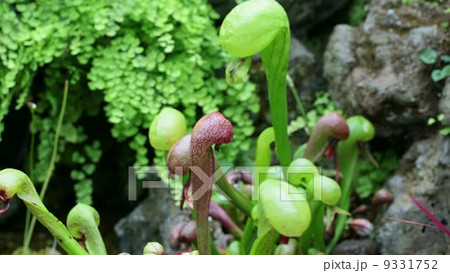 コブラリリー 食虫植物 ダーリングトニア・カリフォルニカ サラセニア科の動画素材・映像 - PIXTA